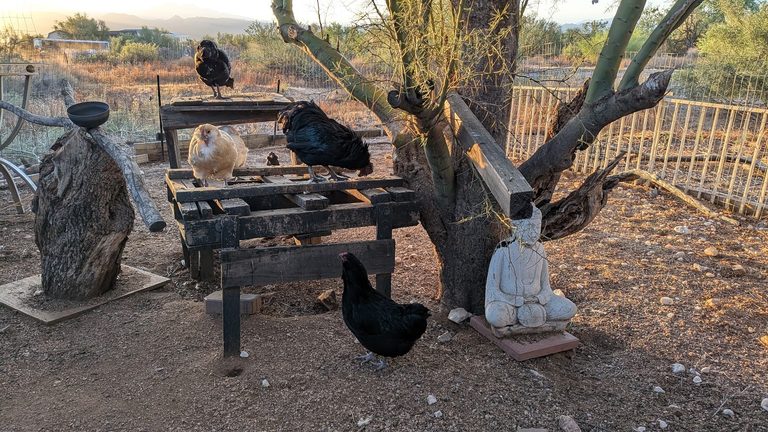Four chickens perched on and around a wooden table in a desert backyard, with a small Buddha statue beside a tree trunk at